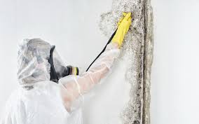 Biohazard Mold Removal in Lloyd Harbor, NY